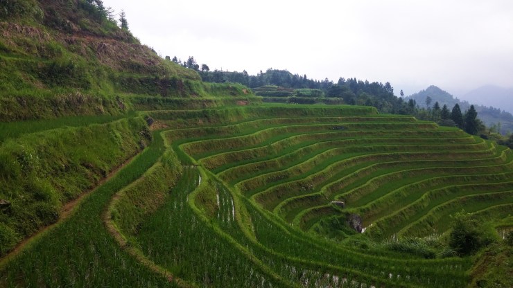 longji-rice-terrace-1