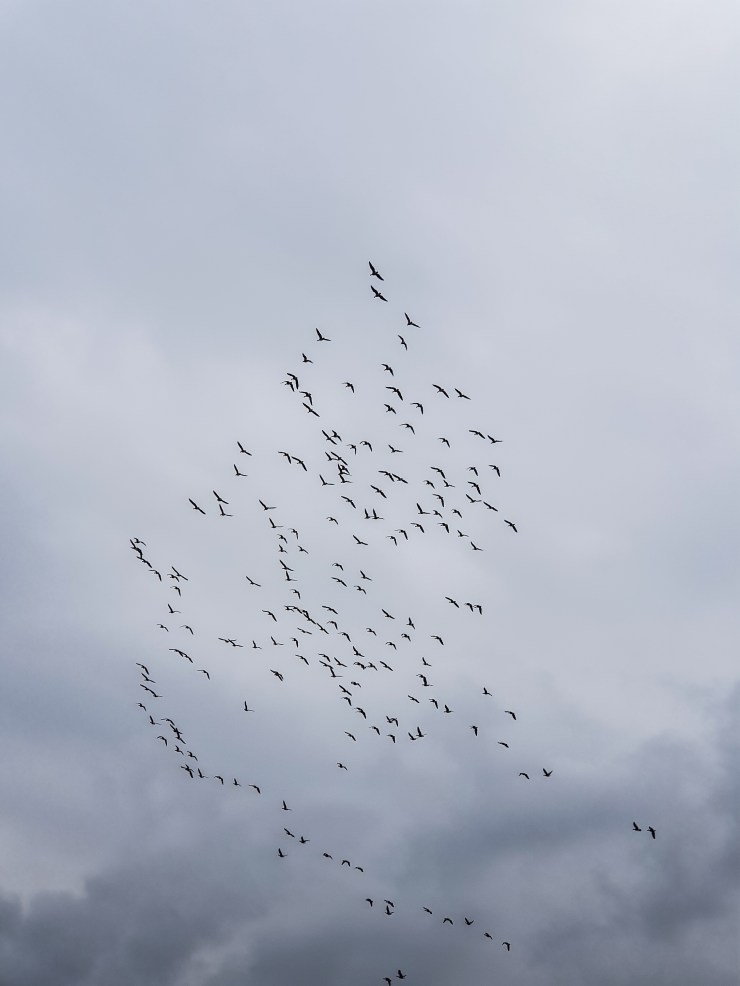 Schotland (122 van 180)